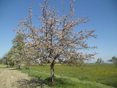Hochstammobstbaum