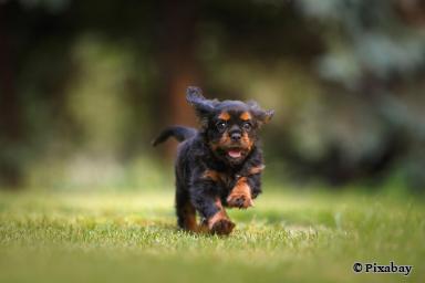 Hund