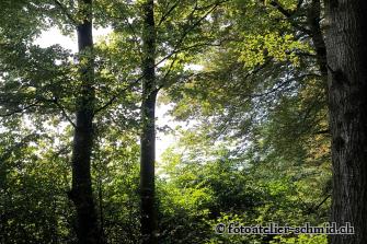 Erinnerungswald Stimmung