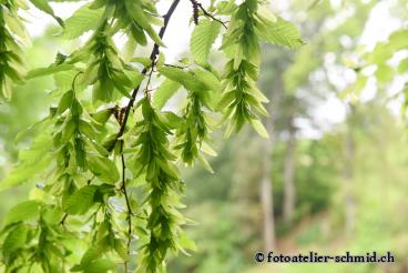 Erinnerungswald Leben