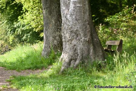 Erinnerungswald Eichen