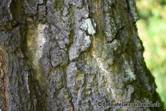 Erinnerungswald Stamm