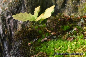 Erinnerungswald junge Eiche