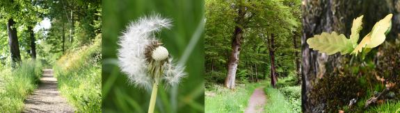 Banner Erinnerungswald