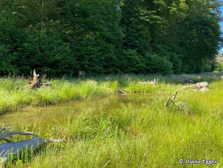 Naturpfad Schulthess