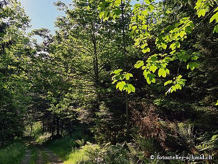 Naturpfad Schulthess