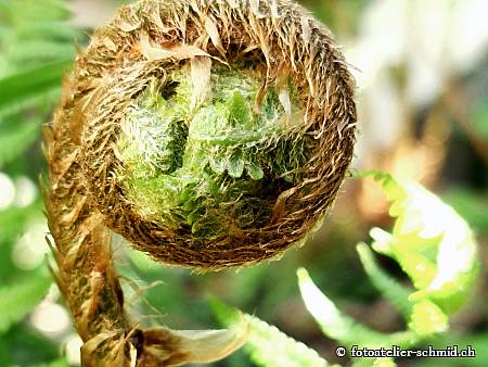 Naturpfad Schulthess