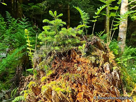 Naturpfad Schulthess