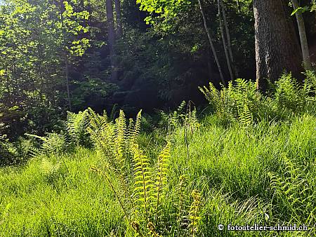 Naturpfad Schulthess