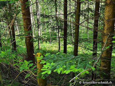 Naturpfad Schulthess